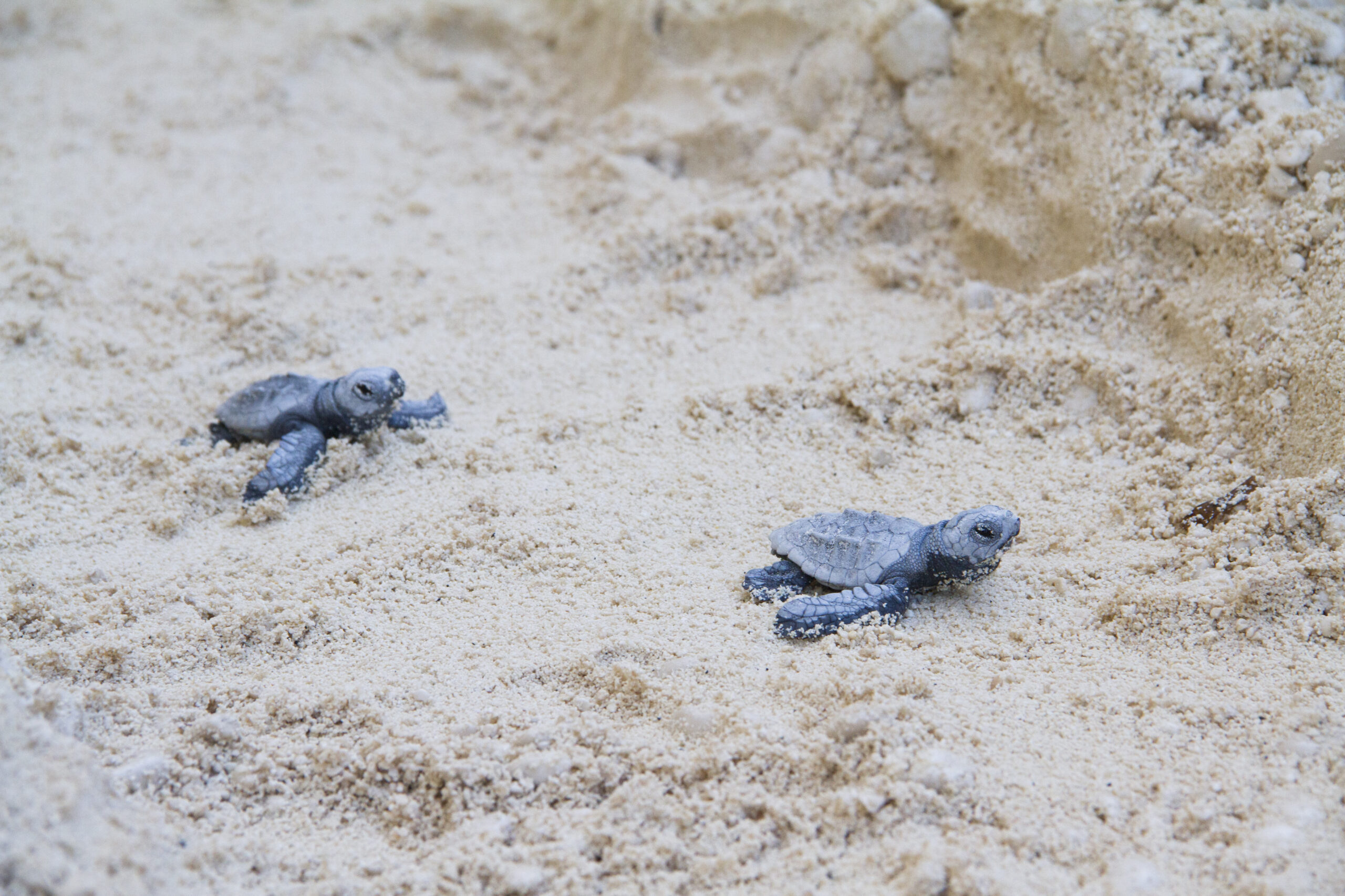 Baby loggerhead sea turtle hatchlings making their way to the sea at Gerakas Beach, Zakynthos, Greece