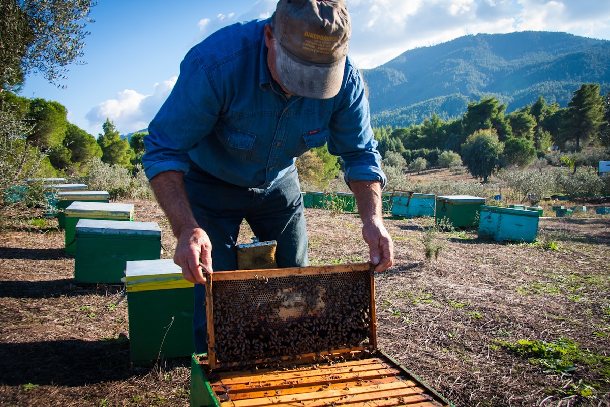 Beekeeper inspecting honeycomb frame in Halkidiki Greece pine honey production