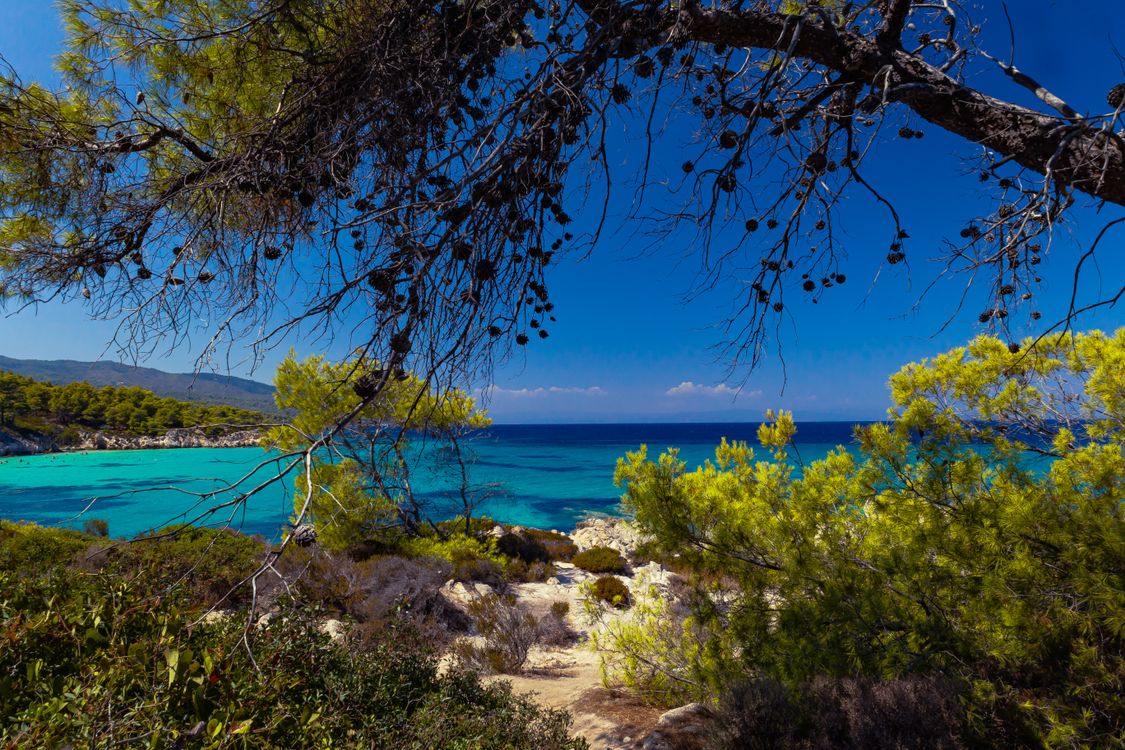 Pine trees framing turquoise Mediterranean coastline on Sithonia peninsula Halkidiki