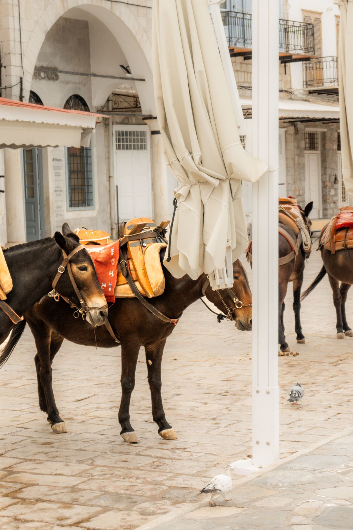 Pack donkeys with colourful saddles waiting in a square in Hydra Town, the islands main form of transport