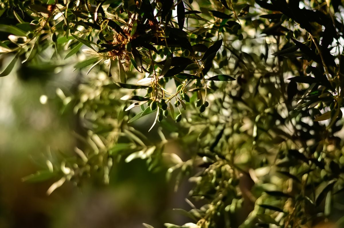 Close-up of olive branches with green olives on a tree in a Lesvos olive grove