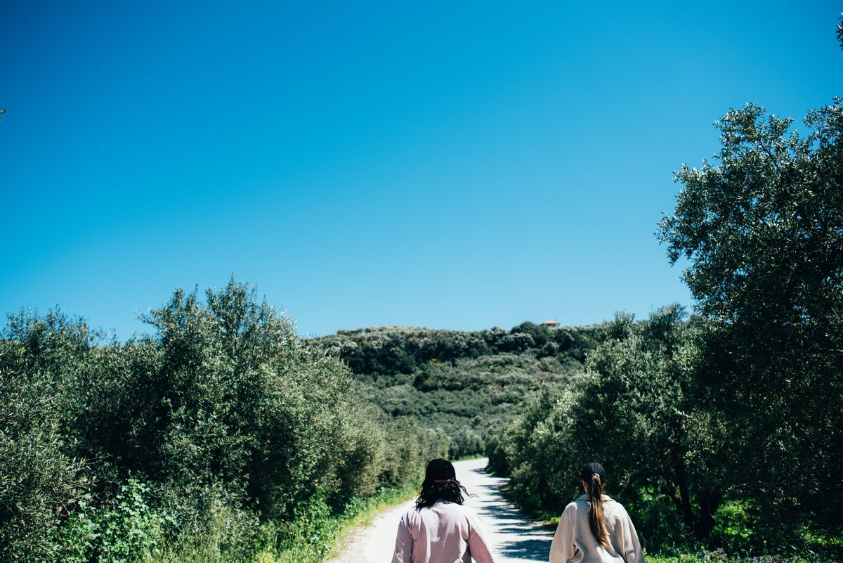 Sunlit path winding through an ancient olive grove on Lesvos island Greece