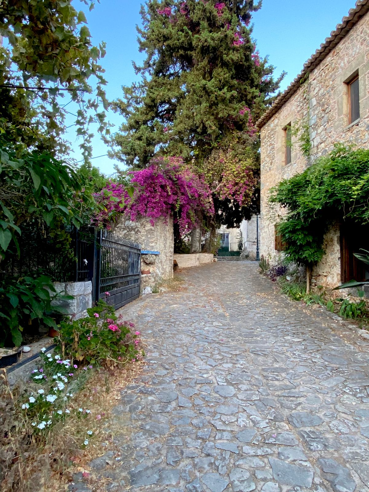 Stone-paved alley in Areopoli lined with flowering bougainvillea and traditional stone houses