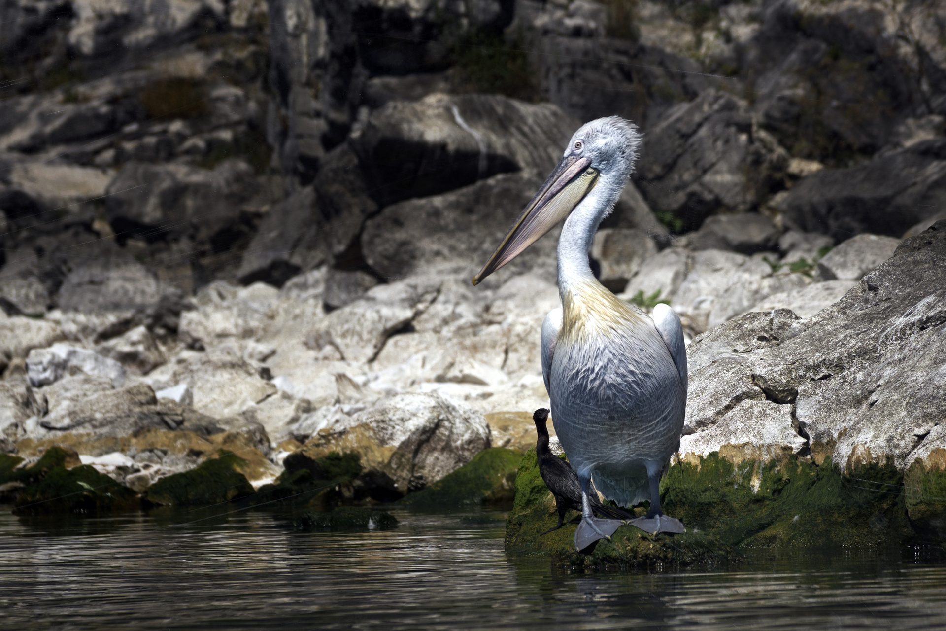 Great Prespa Lake near Kastoria, home to pelicans and bordering Albania and North Macedonia