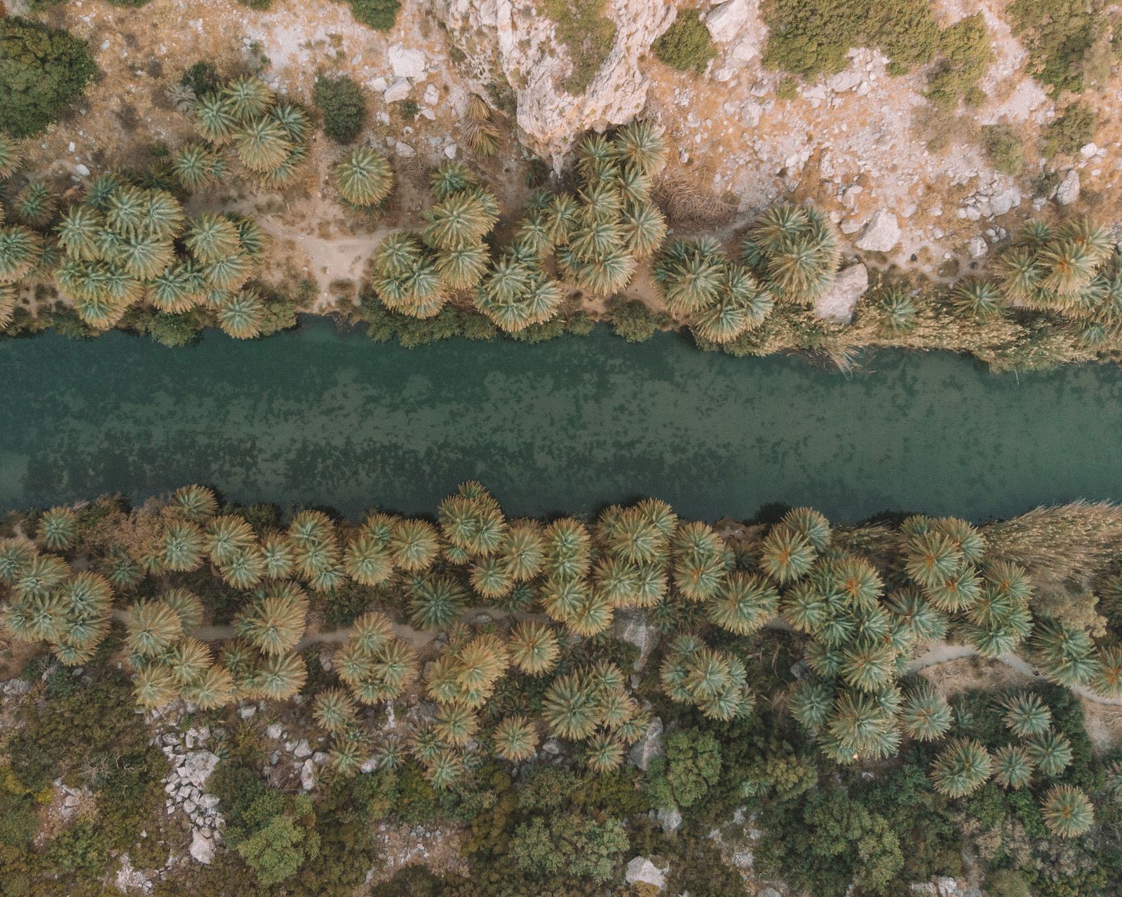 Aerial view of the Cretan date palm forest lining the river at Preveli Beach on the south coast of Rethymno