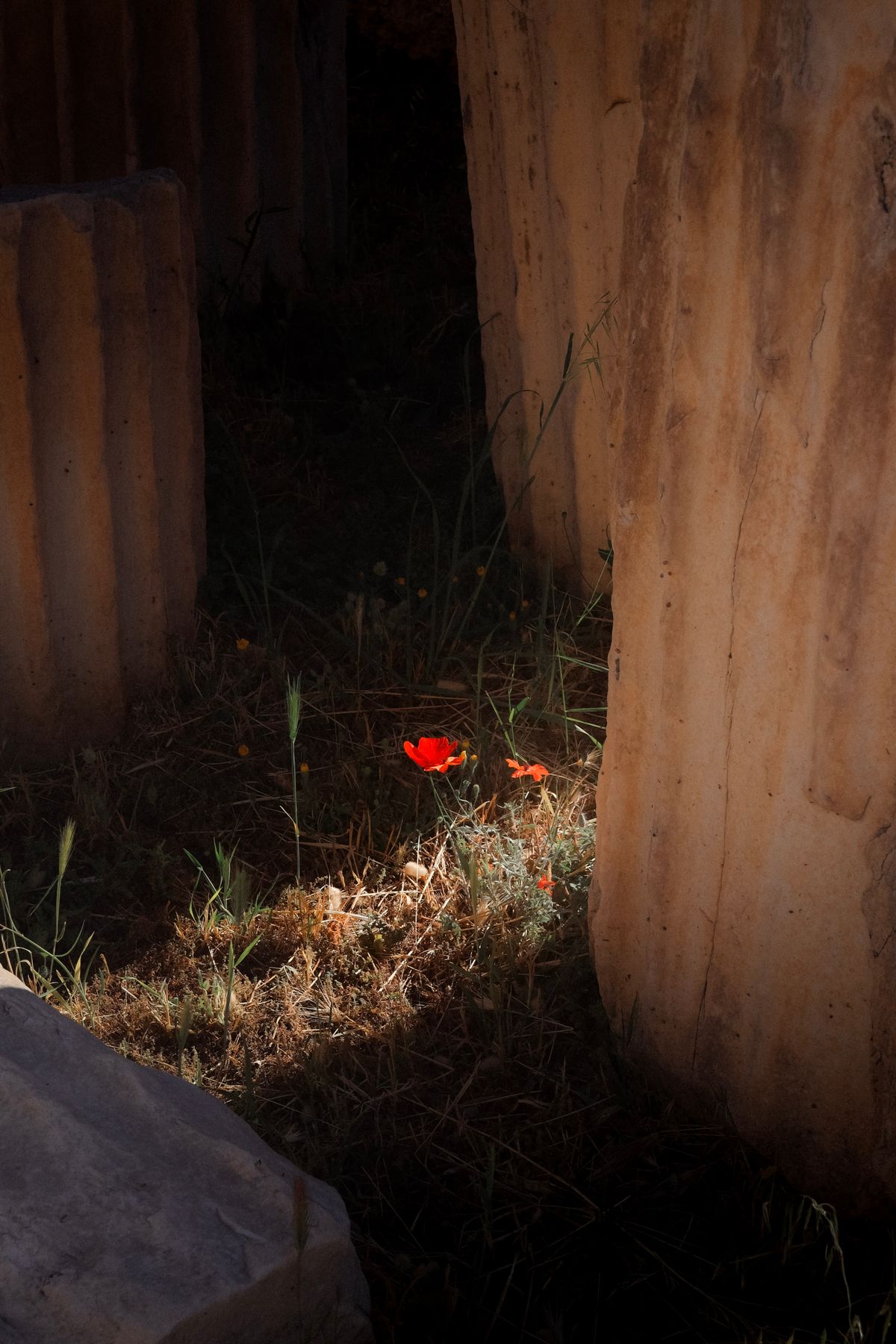 Red poppies growing among ancient columns in Athens during spring