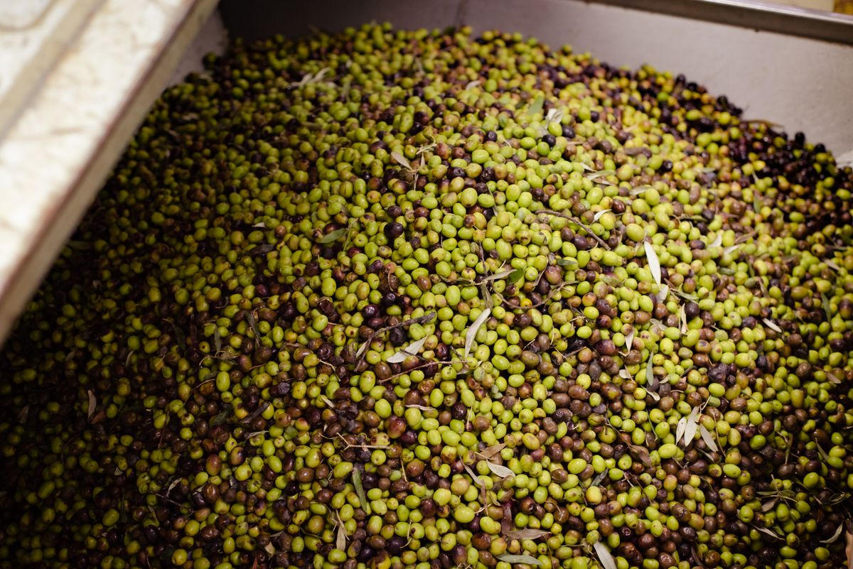Freshly harvested olives in a container at a processing facility in Nafplion, Greece